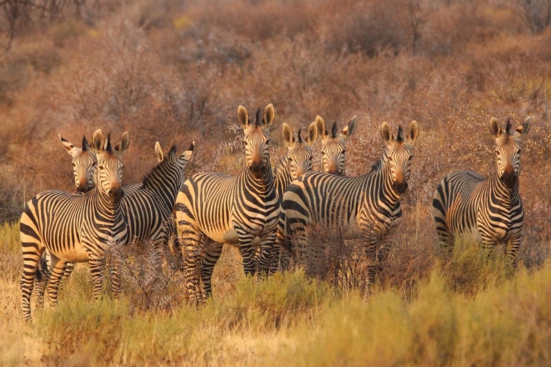 Bobotie in South Africa